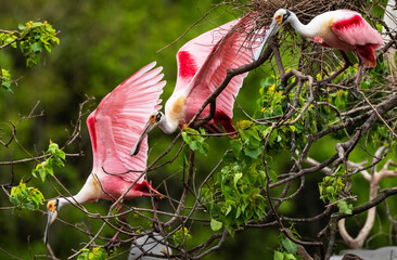 Beautiful Roseate Spoonbills