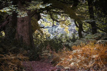 autumnal trees t roundwood quay trelissick cornwall england uk 