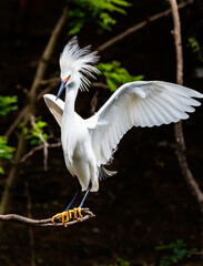 Snowy Egret with Beautiful Breeding Plumage