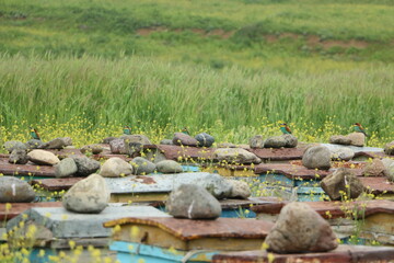 European bee-eater birds 2