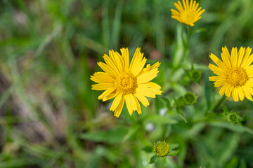 Eine Gelbe Blume auf einer Wiese. 