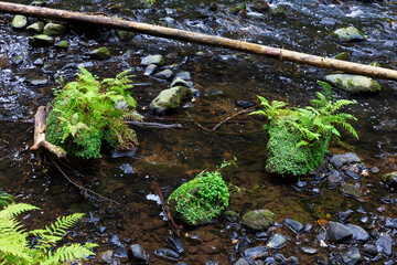 Wild summer Landscape around the Creek with Boulders and Rock in the Czech Switzerland, Czech Republic