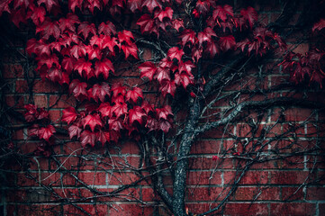 Bright red leaves of wild grapes or ivy leaves on brick wall. Fall season, autumn background concept