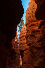 Ponderosa Pines in the Hoodoos of Wall Street,Bryce Canyon National Park,Utah,USA