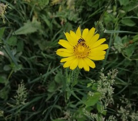 a flower and a bee