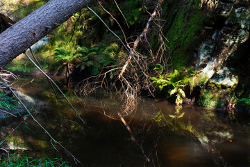 Wild summer Landscape around the Creek with Boulders and Rock in the Czech Switzerland, Czech Republic
