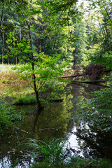 Wild summer Landscape around the Creek with Boulders and Rock in the Czech Switzerland, Czech Republic