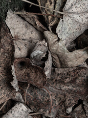 Autumn dark brown fallen leaves texture background