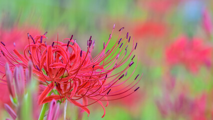 Obraz premium 彼岸花