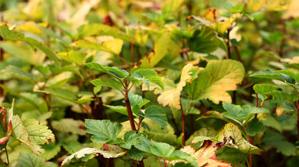 Light green leaves of the shrub. Close up. Autumn time.