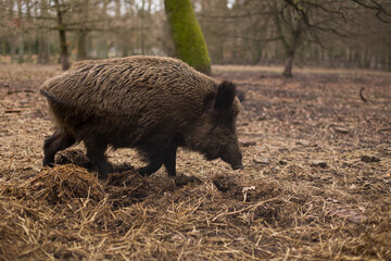 Schwarzwild (Wildschwein, Sus scrofa) von der Seite fotografiert, Herbst / Winter 