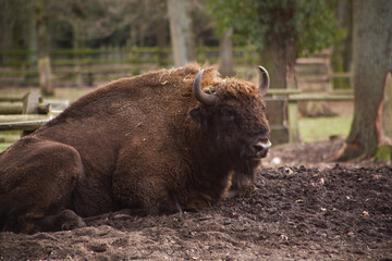 Fototapeta premium Wisent liegt in Gehege auf Erdhügel, Herbst / Winter