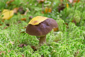 Forest edible mushroom in the green moss in the forest.  leaf of a tree fell on a mushroom. vegetarian and vegan diet food. Mushroom season in the forest. Autumn time, fallen leaves, autumn forest.