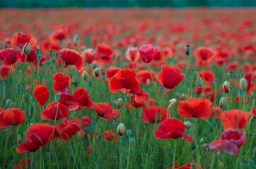 Beautiful Red poppies in soft light with selective focus.  Flowers Red poppies blossom on wild field. Opium poppy.  Glade of red poppies.