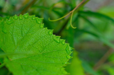 close up amazing water drops on green leaf.  Dew after rain. nature background.
Copy space. 