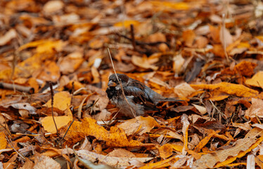 black ant on the ground
