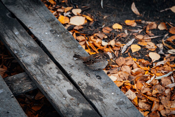 autumn leaves on the ground