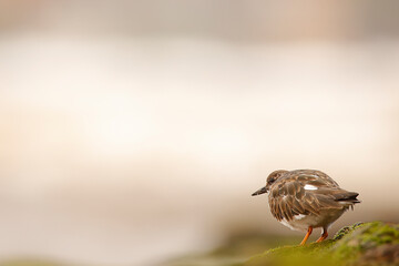 Ruddy turnstone - Vuelvepiedras com&uacute;n - Arenaria interpres