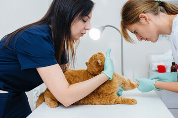 In a modern veterinary clinic, a thoroughbred cat is examined and treated on the table. Veterinary clinic