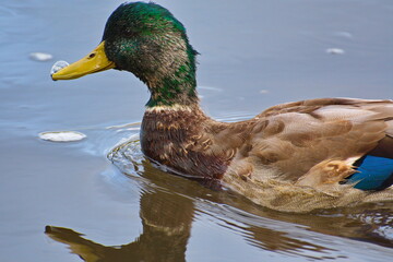 A mallard paddling about and diving for food in a slow flowing river.