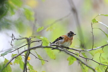 枝にとまるアトリ