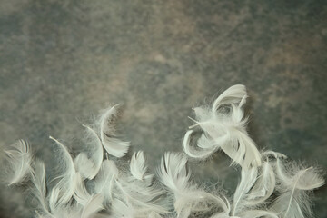 コンクリート壁模様背景の羽毛