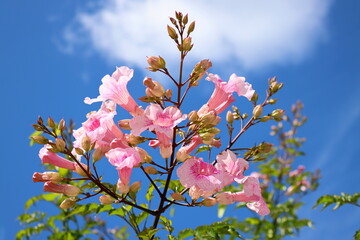 Delicate pink flowers and unopened buds of rhododendron against the blue sky