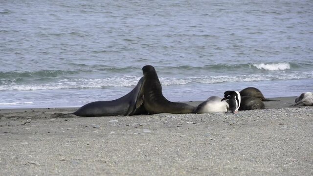Parade amoureuse subantarctique
