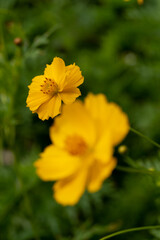 yellow flowers in the garden