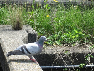 Fototapeta premium グレーの鳩
