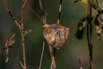 A snail crawling across a wet leaf after and early morning rain