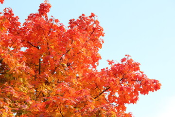 red autumn leaves