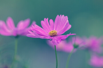 cosmos flower cool shallow depth of field