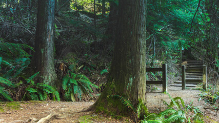 Wooden steps on shady BC forest trail