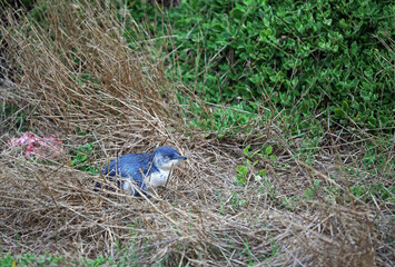 Little Blue Penguin in grass - Phillip Island, Victoria, Australia