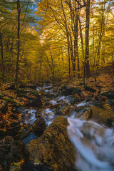 Autumn Berkshires