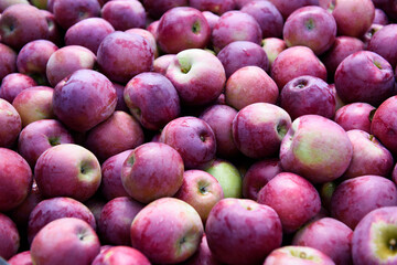 Pile of crispy, ripe apples in Autumn