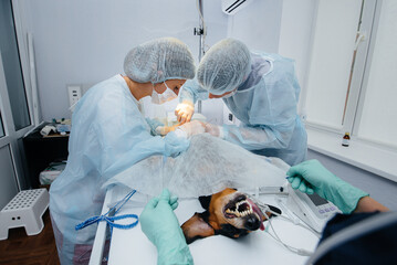 A thoroughbred dog of the Dachshund breed is operated on in a veterinary clinic