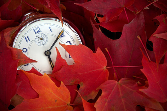 Antique Clock Surrounded with Bright Red Maple Leaves