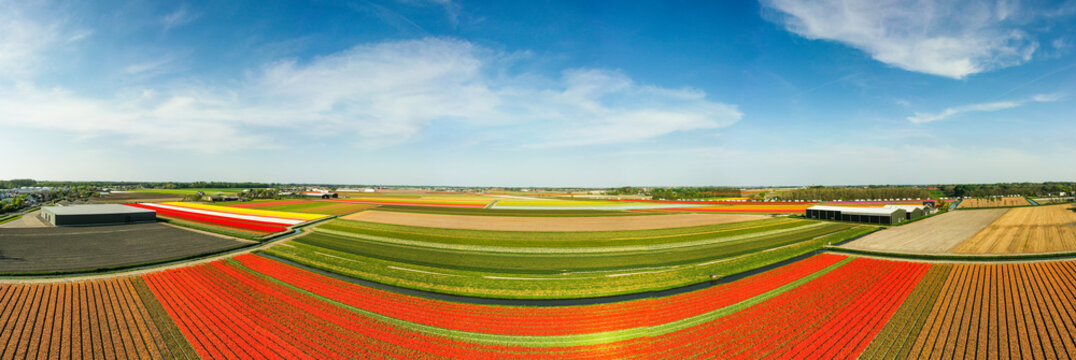 Aerial view of beautiful tulip fields, Netherlands