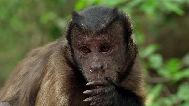 Affe lutscht an seinem Daumen