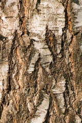 texture - birch bark