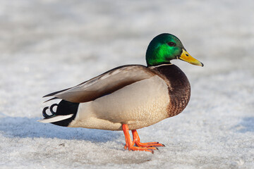 Mallard drake on a snow