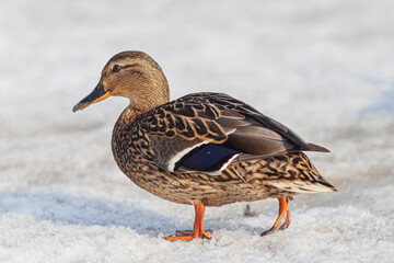 Mallard duck on a snow