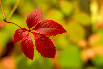 The concept of autumn. A bright red leaf on a blurry background. Soft focus, copy space