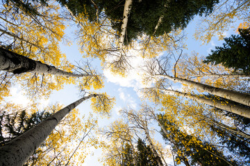Looking Up at Yellow Aspen Trees In Colorado During Fall Autumn Season on Bright Sunny Day with Beautiful Blue Sky