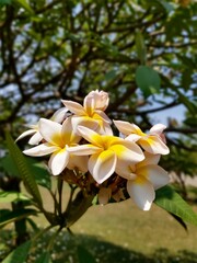frangipani flower