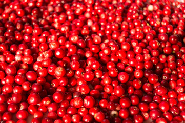 Lingonberry background. Top view. Red fresh background.