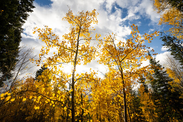 Looking Up at Yellow Aspen Trees In Colorado During Fall Autumn Season on Bright Sunny Day with Beautiful Blue Sky