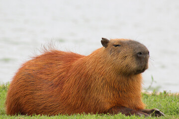Capybara (Hydrochoerus hydrochaeris) lying on a green lawn at the edge of a lake  with its head...